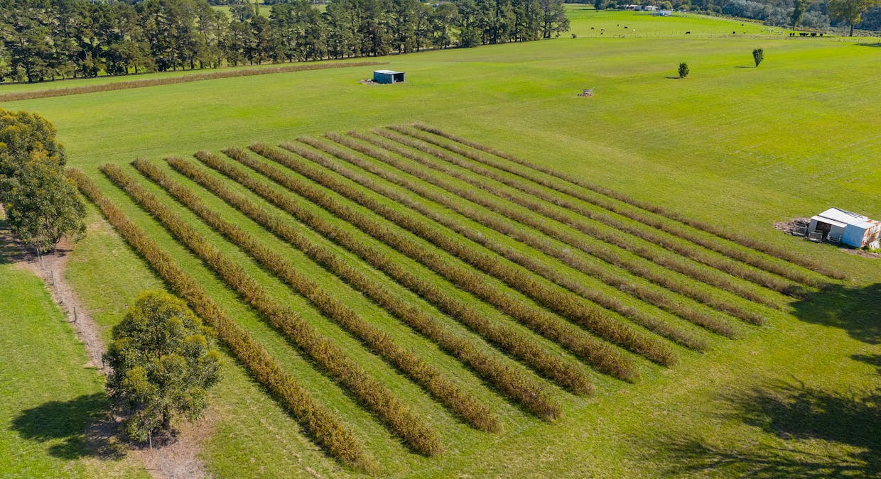 185  McNamaras Road, Sarsfield, VIC, 3875 - Image 4