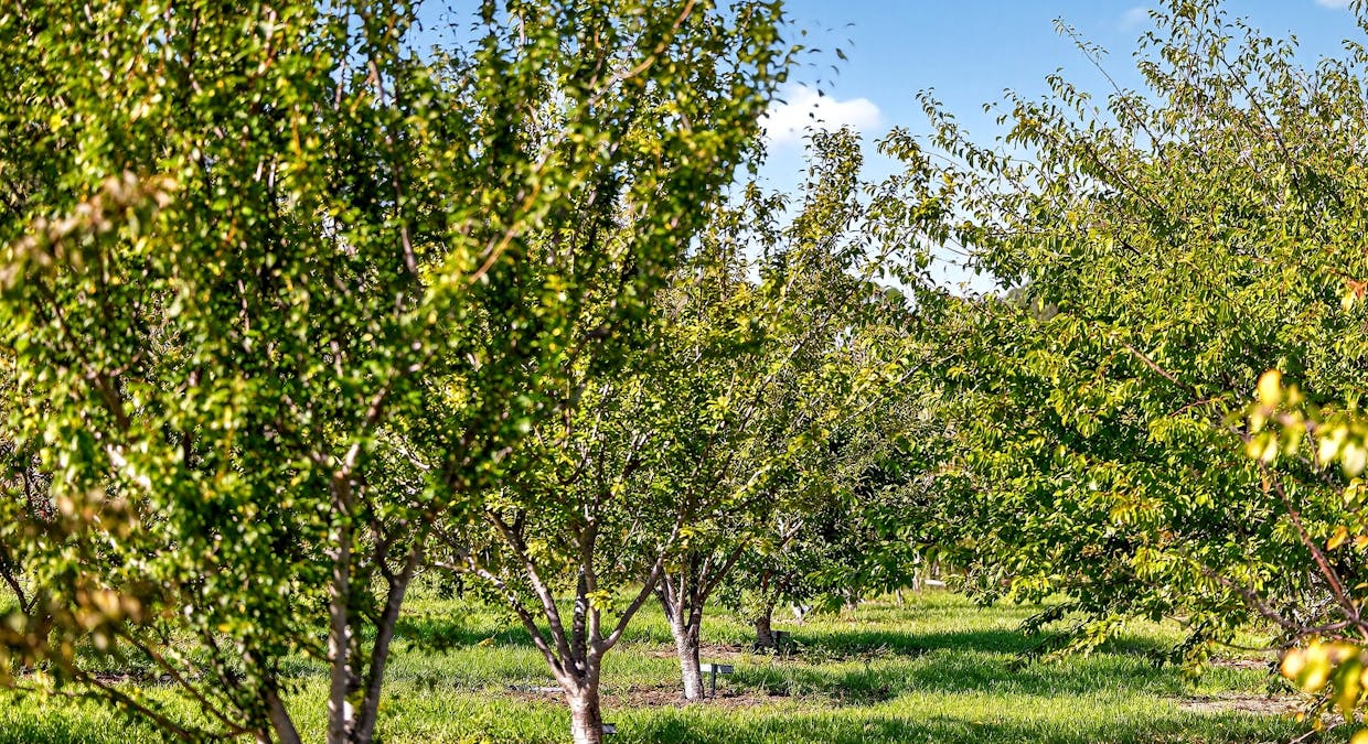 185  McNamaras Road, Sarsfield, VIC, 3875 - Image 25